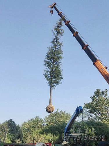 苗木装车17