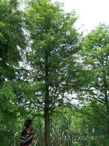 落羽杉18
