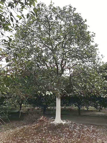香泡柚子树4