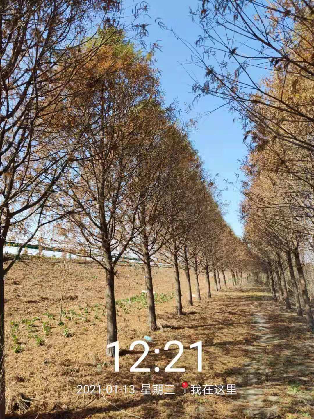 中山衫3