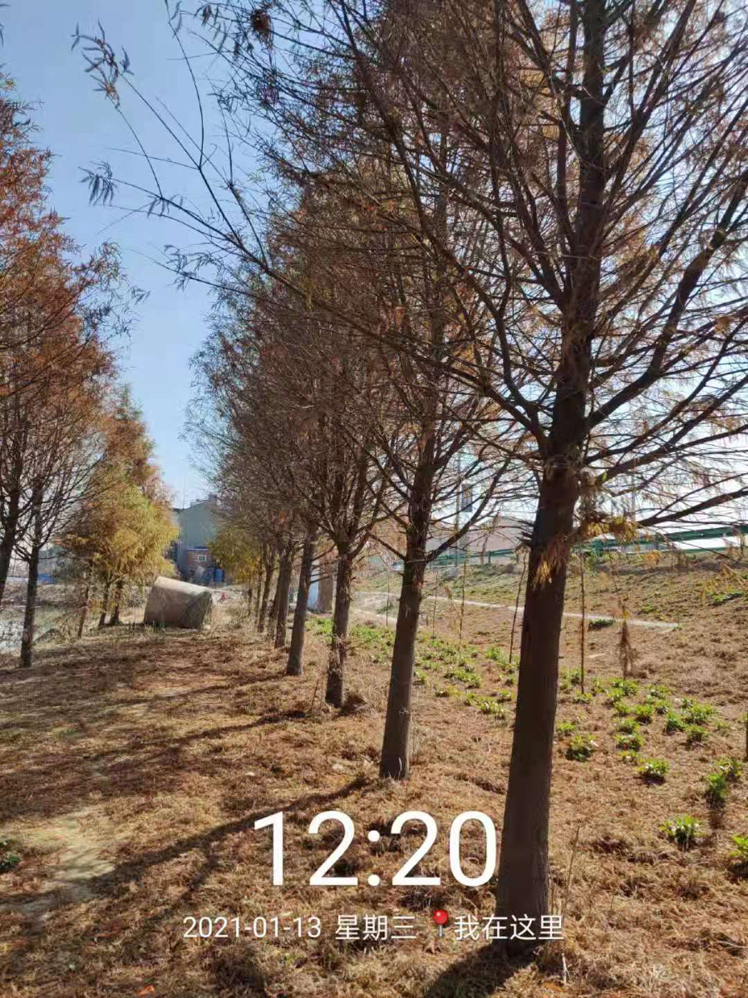 中山衫2