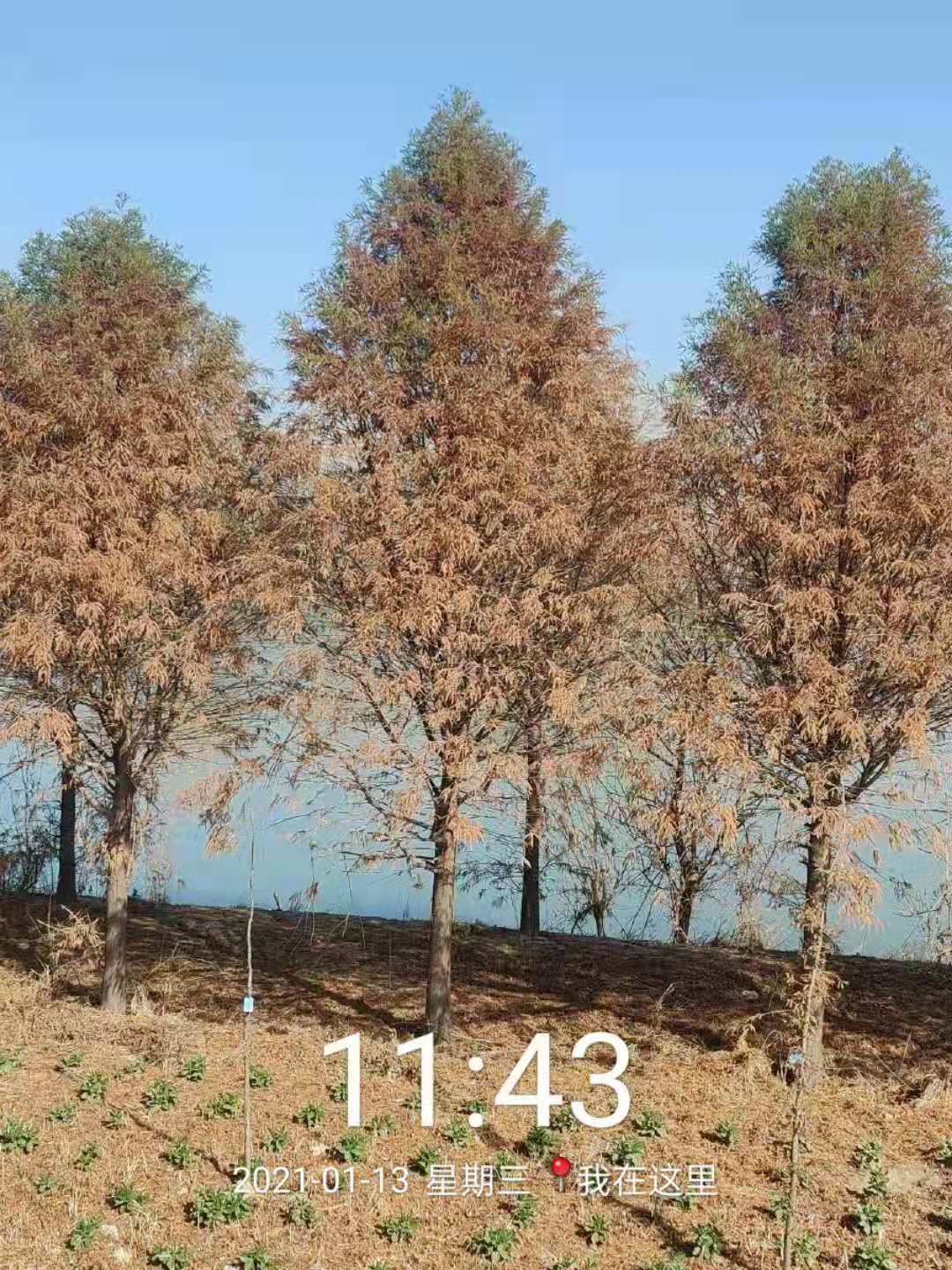 中山衫1
